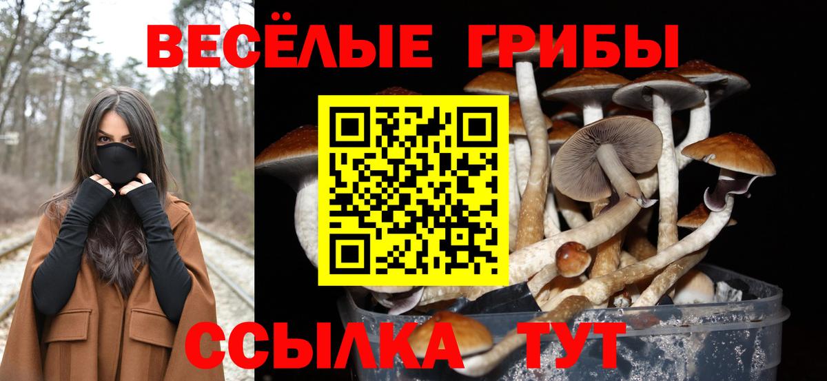 Псилоцибиновые грибы Psilocybine cubensis Владивосток
